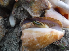 Macrostrombus costatus