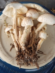 Leucoagaricus meleagris