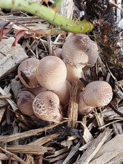 Leucoagaricus meleagris