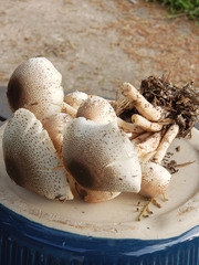 Leucoagaricus meleagris