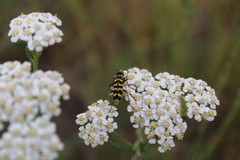 Plagionotus floralis