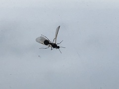 Camponotus pennsylvanicus