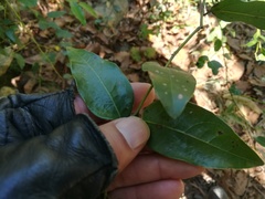 Ocotea tampicensis