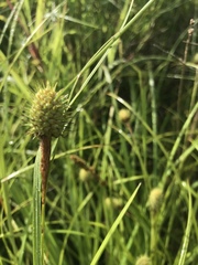Carex squarrosa