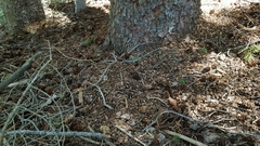 Tamiasciurus fremonti