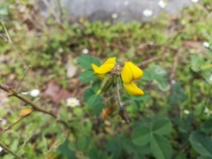 Crotalaria incana