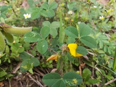 Crotalaria incana