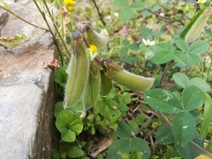 Crotalaria incana