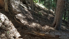 Tamiasciurus fremonti