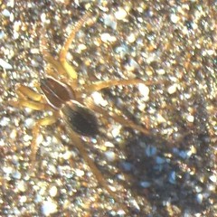 Diapontia uruguayensis