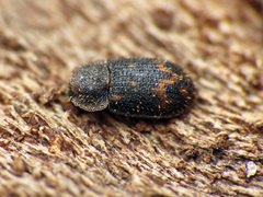 Eucicones marginalis