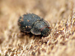 Eucicones marginalis