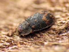 Eucicones marginalis