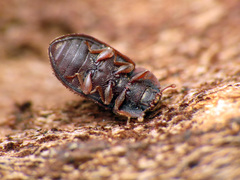 Eucicones marginalis