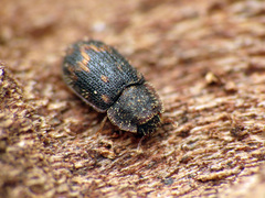 Eucicones marginalis