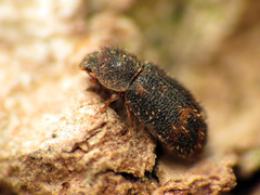 Eucicones marginalis