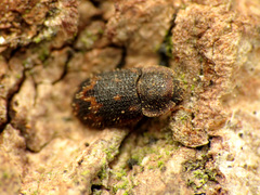 Eucicones marginalis