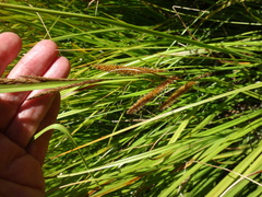 Carex vesicaria