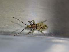Myllocerina