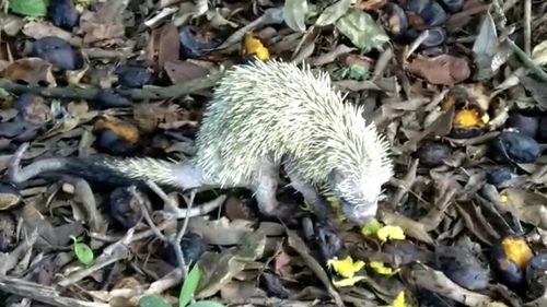 Mexican Hairy Dwarf Porcupine, 95264, Alvarado, VER, MX, photo 3 of 10