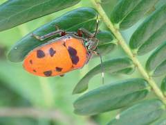 Tetrarthria variegata