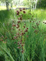 Juncus nevadensis