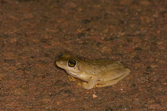 Litoria rothii