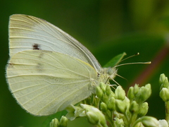 Pieris rapae