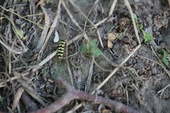 Plagionotus floralis