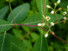 Apocynum cannabinum