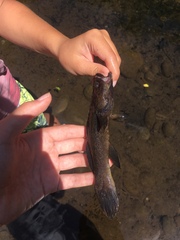 Eleotris sandwicensis