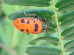 Tetrarthria variegata