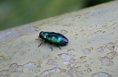 Chrysobothris sauteri