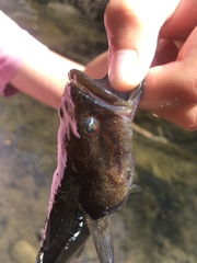 Eleotris sandwicensis