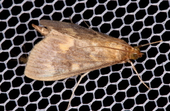 Ostrinia