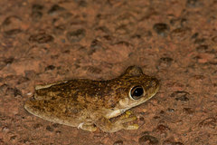 Litoria rothii