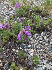 Penstemon davidsonii
