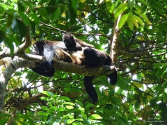 Alouatta palliata