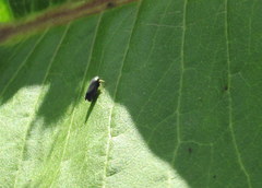 Limotettix anthracinus