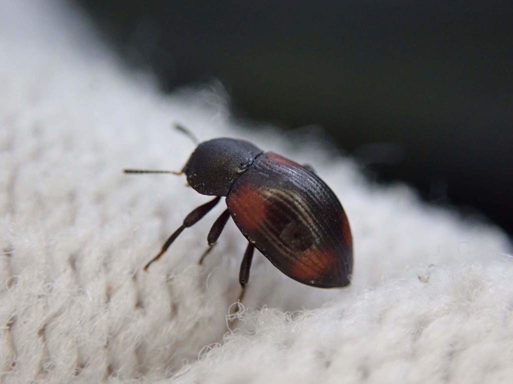 Plamius
