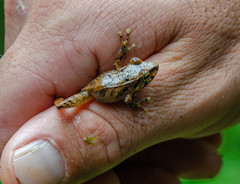 Pristimantis lanthanites