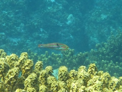 Thalassoma quinquevittatum