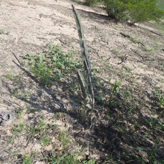 Peniocereus greggii greggii