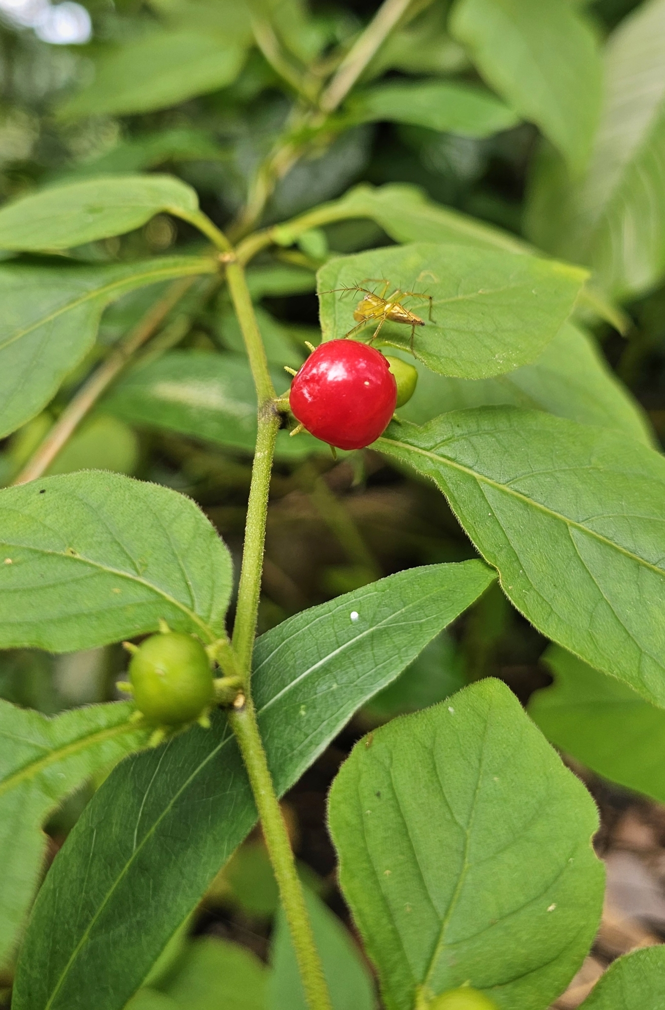 Lycianthes biflora — ảnh 2