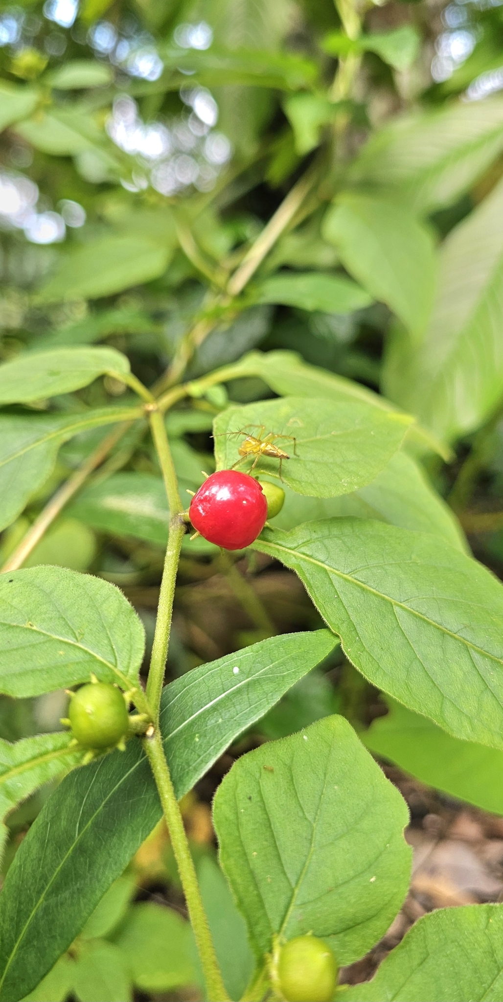 Lycianthes biflora — ảnh 3
