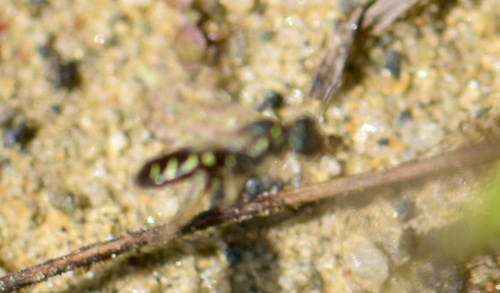 Eight-spotted Fairy Bee photo 6