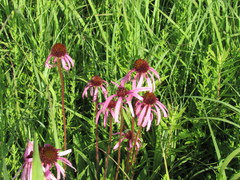 Echinacea simulata