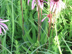 Echinacea simulata