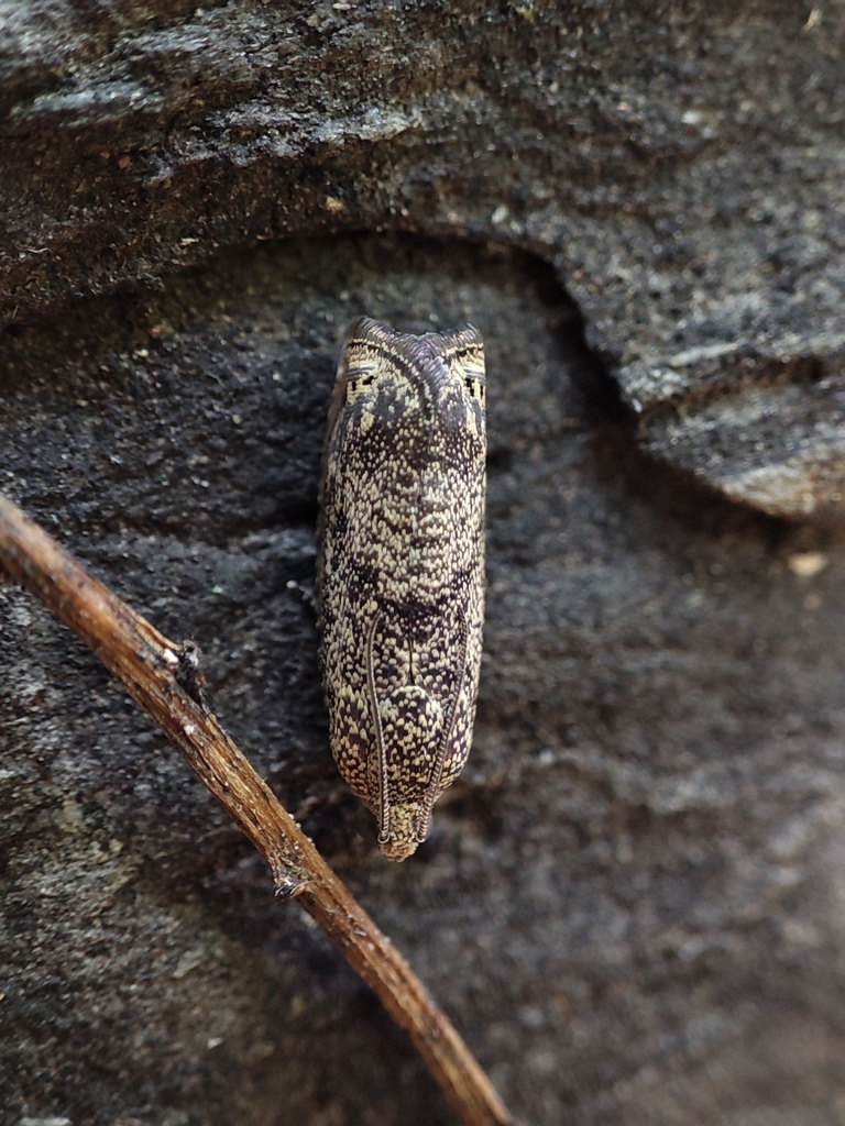 Pseudohedya retracta