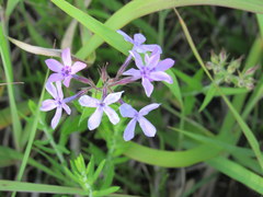 Phlox pilosa pilosa
